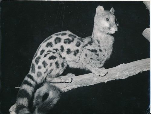Taxidermie 1950 photo - -,