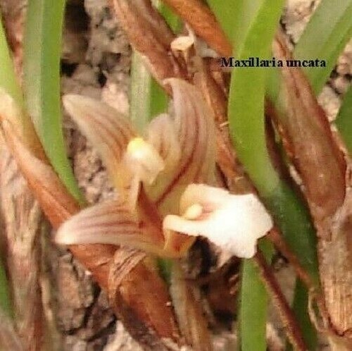 Bin maxillaria uncata - bin-,
