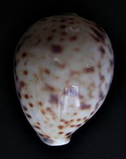 Cypraea Tigris Freak 85 mm