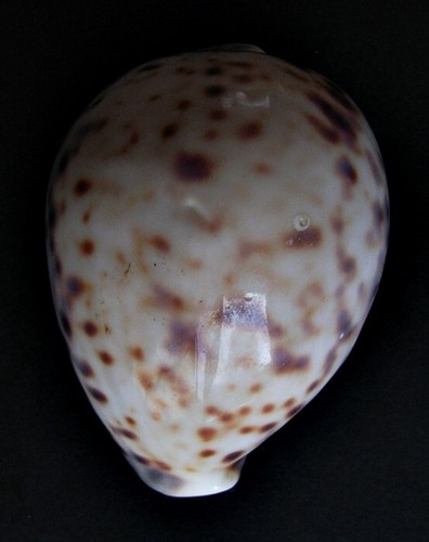 Cypraea tigris freak mm - tigris, 85