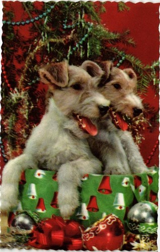 Cpm fox terrier chien - fox,