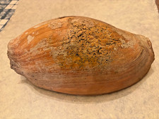 Coquillage de collection 