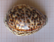 Cyprea tigris porcelaine