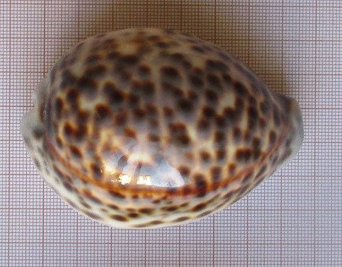 Cyprea tigris porcelaine