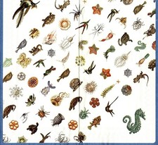 Serviettes en papier poissons hippocampe océan mer. Napkins fishs seahorse sea