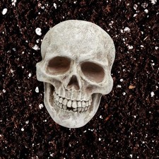 Statue De Crâne Humain