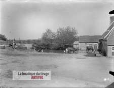 Cour de ferme, vaches, plaque