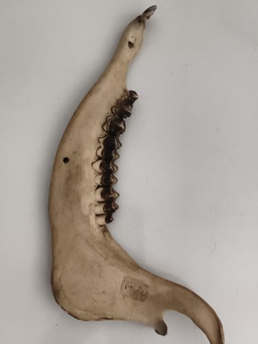 Ancienne mâchoire taxidermie