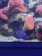 aquariums