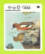Fiche - Le livre de Paris - 1975 - Canard siffleur