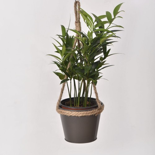 Pot fleurs suspendu corde - pot,