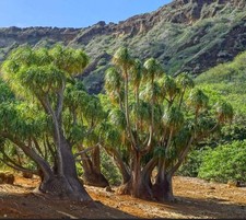 Beaucarnea recurvata | Ponytail palm | Elephant's foot - Palmier queue de cheval