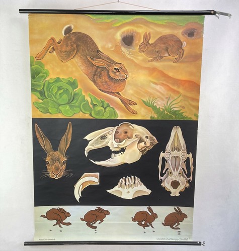 Affiche vintage lapin - affiche, de
