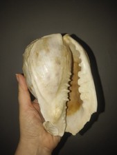 Grande conque africaine Lambis