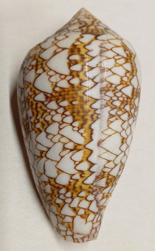Conus textile - conus,
