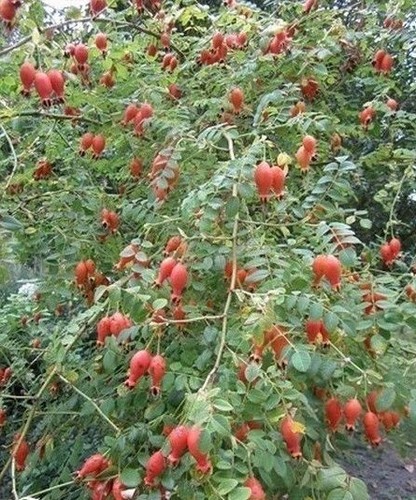 Rosier arbuste moyesii - ♫,