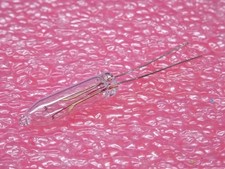 Lot x2: lampe ampoule luciole cadran 24V 40mA 0.04A ~ Ø5x20mm