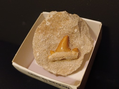 Dent requin otodus obliquus - dent,