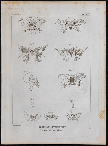 1825 crâne humain - os,