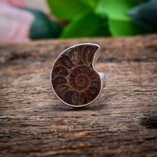 Favorable Ammonite Coque Gemme