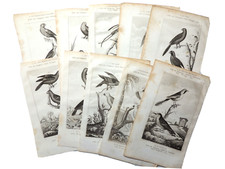 2. Lot 10 gravures. Buffon "