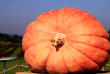 5 graines de POTIRON GEANT ATLANTIC GIANT(Cucurbita Maxima)N58 PUMPKIN SEEDS