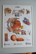 Affiche anatomique en relief