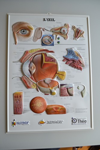 Affiche anatomique relief - en,