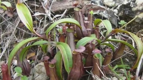 Nepenthes gracilis plante - -,