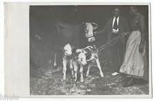 BM503 Carte Photo vintage card RPPC Homme Animaux vaches ferme veaux