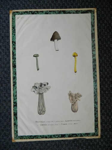 Planche étude botanique - étude,