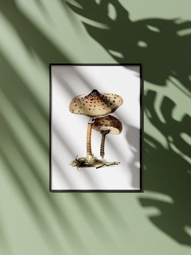 Affiche champignons vintage - affiche,
