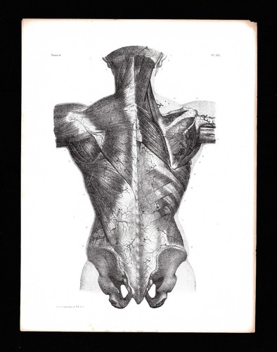 Planche anatomie bourgery - planche,