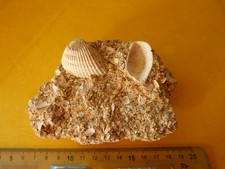 sable coquillier des faluns de