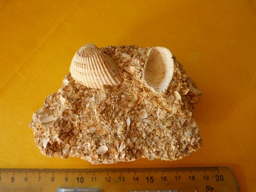 Sable coquillier des faluns - sable,