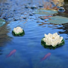 Plante flottante nénuphar