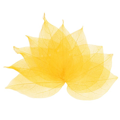 Feuilles squelette 100pcs