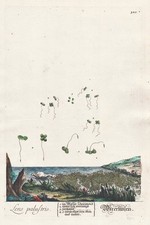 Lentille D'Eau Lemna Minor Botanique Blackwell Livre D'Herbes Gravure Sur Cuivre