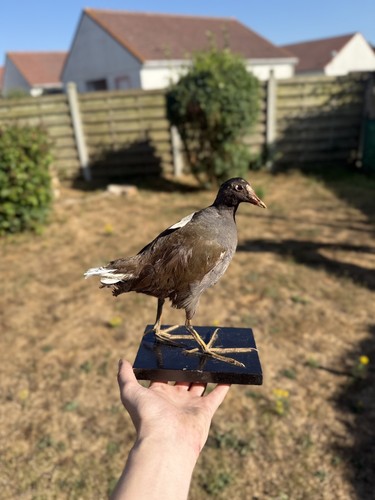Poule eau naturalisé - poule,