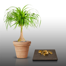 10 graines à semer - LGA Graines - PIED D'ELEPHANT - Beaucarnea Guatemalensis