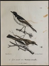 1830 - Gobemouche noir - Rare