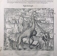 Girafe 1614 Éthiopie Chasse