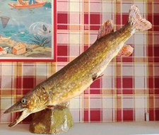 Taxidermie poisson pêche