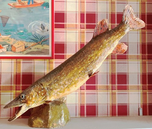 Taxidermie poisson pêche