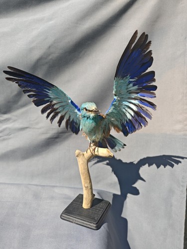 European roller taxidermia - roller,
