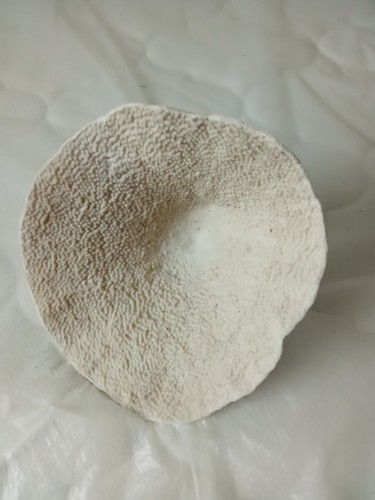 Corail ancien - ,