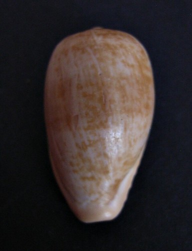 Cypraea fuscodentata mm - fuscodentata,