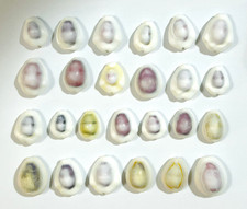 Coquille de cawrie du Japon