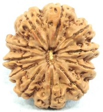 Super Collection 11 Mukhi