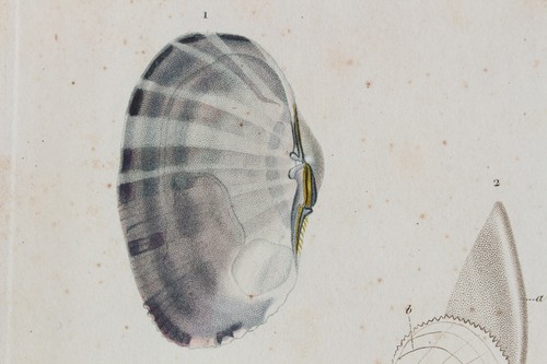 Molluscs engraving animal - engraving,